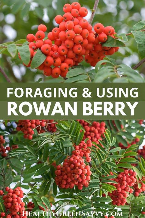 Mountain ash berries, aka rowan berries, are a lesser-known foraged fruit to harvest in fall. Here's what to know about foraging & using rowan berries. #rowan #mountainash #foraging Fall Foraging, Garden Berries, Mountain Ash Tree, Highbush Cranberry, Foraging Guide, Rowan Berry, Medicinal Wild Plants, Deadly Plants, Rowan Berries