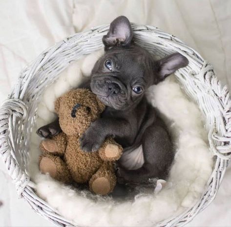 Frenchie Picture Ideas, French Bulldog Puppies Photoshoot, Newborn Frenchie Photoshoot, Puppies Photoshoot Ideas, Frenchie Puppy Photoshoot Ideas, Frenchie Photoshoot Ideas, Newborn Puppy Photoshoot Ideas, Puppy Litter Photoshoot Ideas, Frenchie Photoshoot