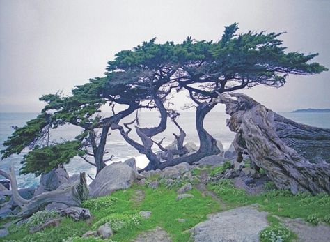 Monterey Cypress Cypress Tree Tattoo, Celtic Tree Astrology, Foggy Trees, Monterey Cypress, Famous Trees, Tree Photos, Birch Tree Art, California Native Plants, Monterey Ca