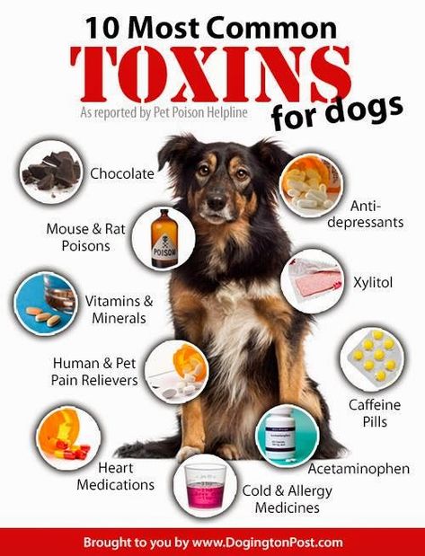 Foods Dogs Can Eat, Meds For Dogs, Zoo Crew, Dog Medicine, Dog Remedies, Healthy Dog Treats Homemade, Dog Wellness, Food Dog, Dog Health Tips