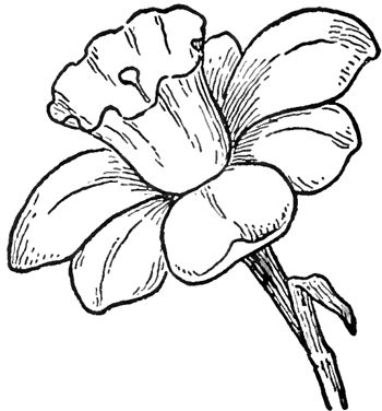 How to Draw Daffodils with Daffodil Drawing Lessons Daffodil Drawing, Flowers Sketch, Flower Drawing Tutorials, White Drawing, Flower Sketches, Diy Simple, Plant Drawing, Trendy Flowers, Black And White Drawing