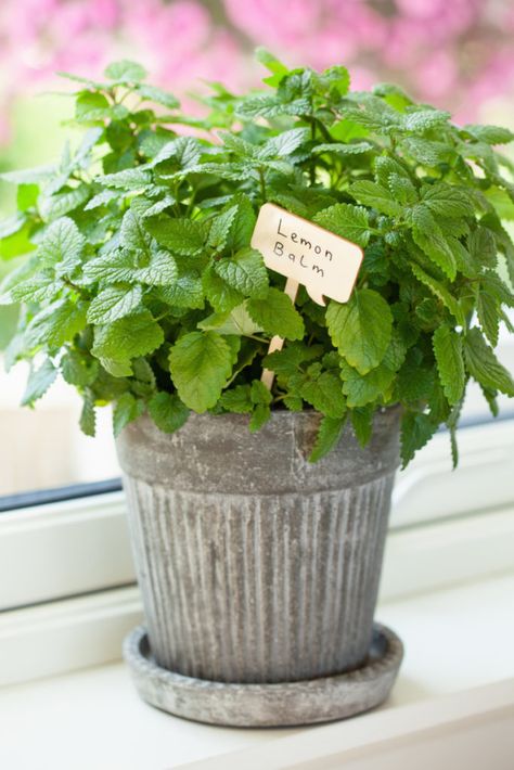 Growing Parsley, Growing Sage, Parsley Plant, Easy Herbs To Grow, Windowsill Plants, Growing Herbs Indoors, Windowsill Garden, Mediterranean Plants, Basil Plant