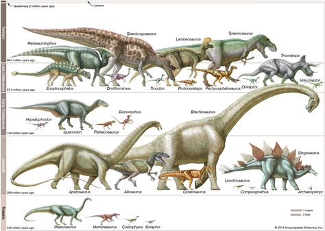 Dinosaur | fossil reptile | Britannica Mesozoic Era, Dinosaur Posters, Fossil Bones, Dinosaur Wall Art, Dinosaur Art, Dinosaur Fossils, Prehistoric Animals, Jurassic Park, Early Childhood