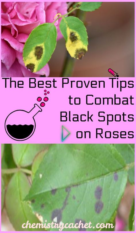 Are you dealing with black spots on your roses? Or other rose disease issues? We have the easiest tips to combat the black spots plus a homemade fungicide spray you can use. These tips also work for powdery mildew on roses. These treatments will keep your plant healthy and thriving. Get the article on Chemistry Cachet! #roses #blackspots Black Spots On Roses, Caring For Roses, Rose Gardens, Black Spot On Roses, Rose Diseases, Roses Garden Care, Rose Fertilizer, Pruning Roses, Rose Plant Care