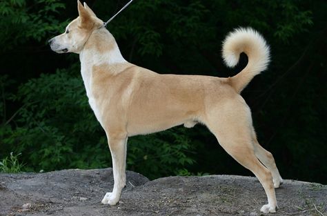 Canaan Dog, Rare Dog Breeds, Healthcare Plan, Rare Dogs, Purebred Dogs, Dog Info, Dog Agility, Wild Dogs, Guard Dogs