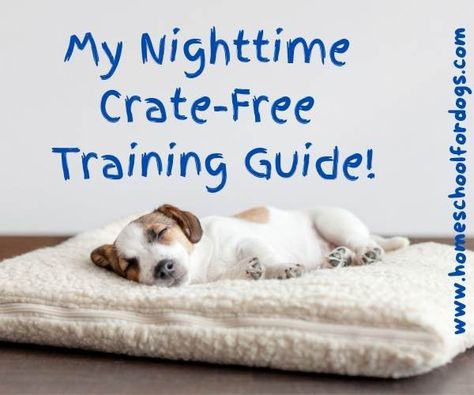 How to train a puppy to sleep without a crate: Nighttime crate-free training guide Puppy Night Training Sleep, Kennel Training A Puppy, Comfy Dog Bed, Train A Puppy, Night Training, Train Your Puppy, Crate Training Puppy, Puppy Crate, Free Puppies