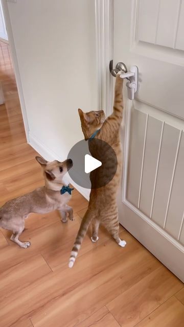 Tilly G The Tortoise on Instagram: "Mission Impawsible 😻🐶 Happy Caturday!" Video With Friends, Mission Impossible Fallout, Main Theme, Mission Impossible, Sweet Dogs, Open Doors, Before And After Pictures, Facebook Reels, Animal Friends