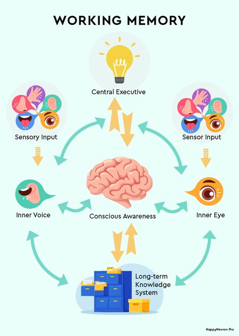 7 Working Memory Activities for Adults & Kids| Online & PDF Memory Activities For Adults, Working Memory Worksheets, Working Memory Activities, Meta Cognition, Memorization Techniques, Memory Exercises, Memory Activities, Cognitive Activities, Executive Function