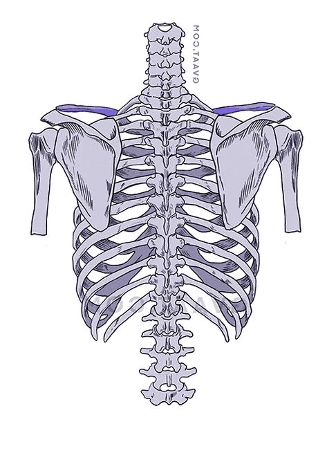 How to Draw the Shoulders, From the Front, Back, and Arms Raised – GVAAT'S WORKSHOP Human Back Anatomy, Back Anatomy Drawing, Skeleton Art Drawing, Back Anatomy, Shoulder Anatomy, Bone Drawing, Human Back, Skeleton Anatomy, Back Drawing