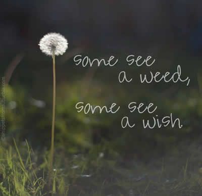 My parents used to always tell me they were just weeds, and not to blow them around cause more will grow....but to me it was a chance to make a wish. A Dandelion, Inspirational Quotes Pictures, E Card, Wonderful Words, Quotable Quotes, Encouragement Quotes, A Quote, Inspirational Quotes Motivation, Cute Quotes