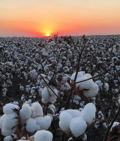 Mississippi Delta, Cotton Fields, Mississippi, Quick Saves, Art