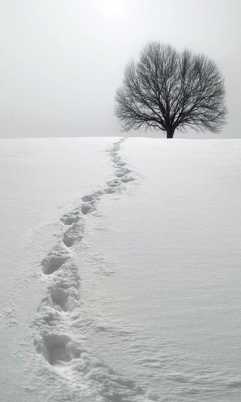 Quiet Aesthetic, Painting References, Snow Photography, Tree Stands, Lone Tree, Airbrush Art, Winter Beauty, Snow Scenes, Winter Wonder