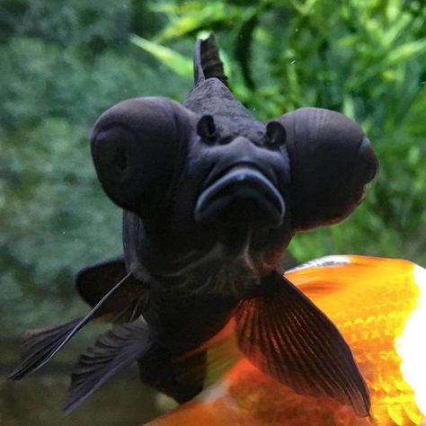 Black Moor Goldfish - Black Moor Care - Black Moor Goldfish, Goldfish Species, Goldfish Breeding, Big Eyed Fish, Black Goldfish, Goldfish Types, Pet Goldfish, Fish Tank Themes, Goldfish Tank