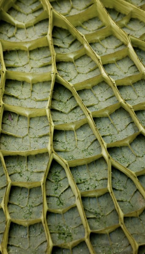 Repeating Patterns In Nature, Structure In Nature, Natural Texture Inspiration, Biomorphic Pattern, Plants Structure, Texture In Nature, Natural Moodboard, 5 Elements Of Nature, Nature Structure