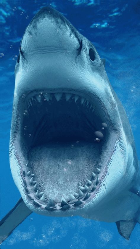 Great White Shark Drawing, Sharks Wallpaper, Shark Videos, Shark Gif, Scary Shark, Shark Background, Shark Wallpaper, Scary Ocean, Sharks Scary