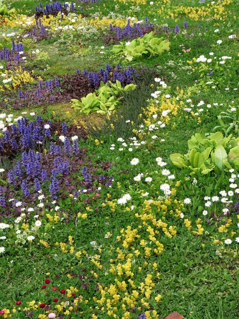 Lawn Ideas Landscaping, Lawn Garden Ideas, Chamomile Lawn, Grass Planting, Moss Lawn, Clover Lawn, Grass Alternative, Grass Edging, Ideas Garden Design