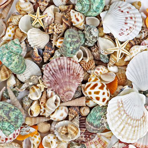 Sea Moodboard, Wreath Arrangements, Fish Tank Home, Shell Types, Pretty Seashells, Beach Seashells, Sailboat Decor, Starfish Decor, Vase Transparent