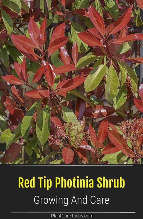 Red Tip Photinia (Shrub) hybrid photinia, evergreen shrub, striking red-colored glossy leaves, small white flowers. [DETAILS] Red Tip Photinia Landscaping, Photinia Hedge, Westringia Fruticosa, Pleached Photinia Red Robin, Photinia Red Robin Trees, Red Tip Photinia, Red Shrubs, Photinia Red Robin, Small Trees For Garden