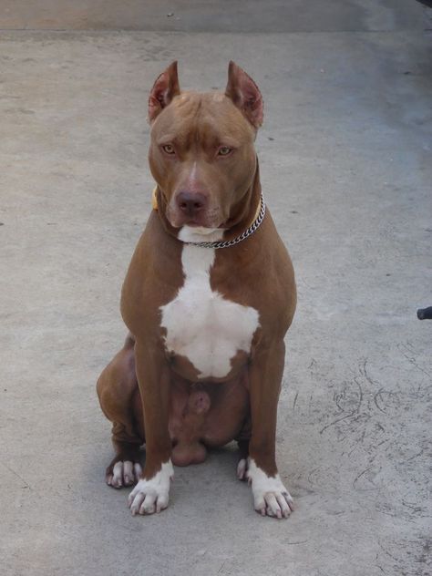 Arte Ganesha, Pitbull Dog Puppy, Big Dogs Breeds, Biggest Dog In The World, Pitbull Dog Breed, Puppies Pitbull, Biggest Dog, Dog Pitbull, Ouzo