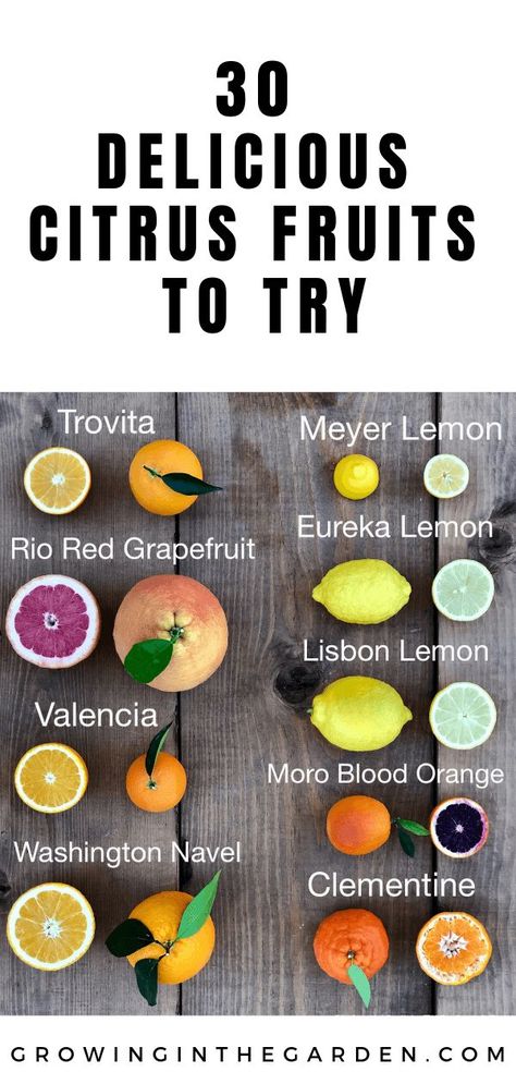 TYPES OF CITRUS TREES – VARIETIES OF CITRUS - Which type of citrus should I plant - #citrus #garden #organicgardening Citrus Quotes, Citrus Greenhouse, Garden Schedule, Fruits Recipes, Eureka Lemon, Farmer Life, Arizona Gardening, Citrus Garden, Citrus Plant