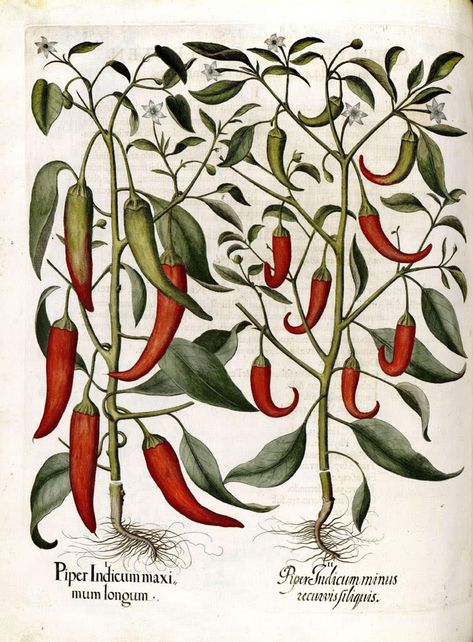 The spice of life – chili and pepper Antique Botanical Print, Illustration Botanique, Pepper Plants, Plant Drawing, Arte Sketchbook, Botanical Drawings, Plant Print, Botanical Illustration, Botanical Prints