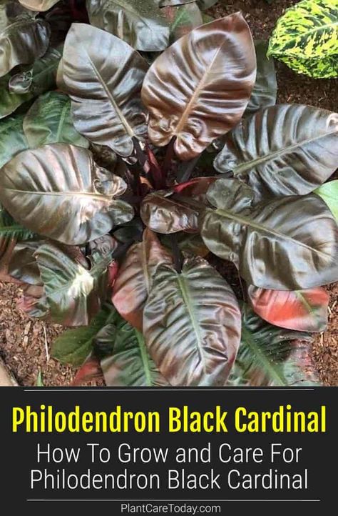 Learn how to grow and care for Philodendron Black Cardinal. It's a beautiful plant with dark leaves that belongs in any home or garden! Black Cardinal Philodendron, Philodendron Black Cardinal, Philodendron Care, Dark Leaves, Plants House, Air Cleaning Plants, Houseplant Care, Plant Wishlist, Orchid Bark