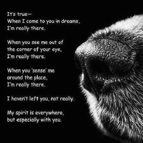 Miss My Dog, Dog Poems, Dogs Quotes, Pet Quotes, Dog Quotes Love, Dog Heaven, Dog Loss, Pet Remembrance, Dogs Love