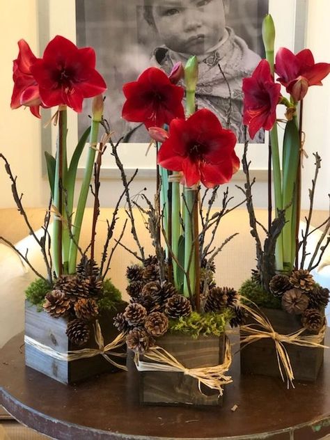 Potted Amaryllis Christmas, Amaryllis Arrangement Centerpieces, Potted Amaryllis Arrangement, Amaryllis Christmas Arrangements, Amaryllis Arrangement Christmas, Potted Amaryllis, Amaryllis Centerpiece, Nail Designs Flowers, Art Flower Wallpaper