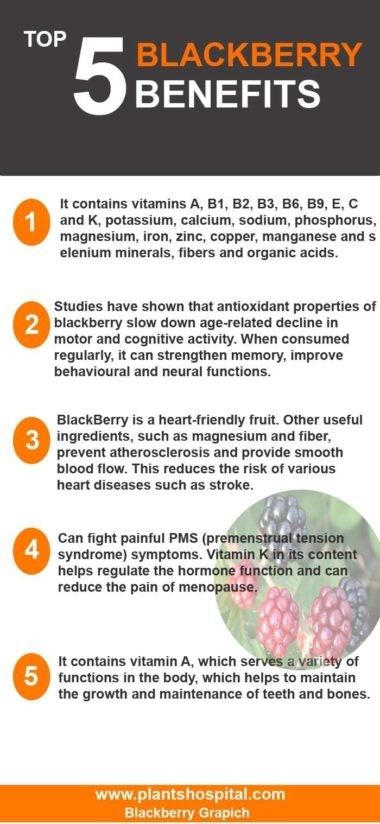 Blackberry Tea Benefits, Blackberry Benefits, Herb Benefits, Herbs For Protection, Blackberry Tea, Tea Benefits, Holistic Health, Alchemy, Blackberry