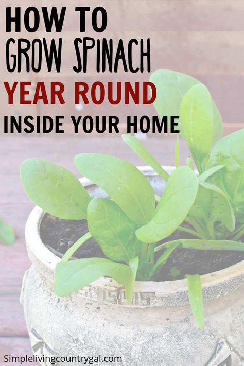 How to Grow spinach year round inside your home. Grow nutrient-packed spinach indoors with this simple guide! Learn the best containers, lighting, and watering techniques to ensure a thriving indoor garden. Harvest, store, and use your spinach in a variety of ways for healthy, delicious meals all year round. Get started today! How To Grow Spinach In A Pot, How To Grow Spinach Indoors, Grow Spinach Indoors, How To Harvest Spinach, Spinach Garden, How To Grow Spinach, Grow Spinach, Gardening Inside, Spinach Benefits