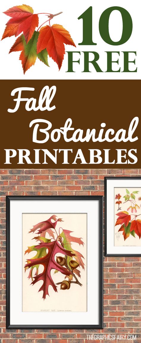 Free Fall Leaves Printables, Free Fall Art Printables, Fall Leaf Printables Free, Fall Botanical Prints Free, Free Printable Fall Tree, Autumn Printables Free, Fall Printables Free Autumn, Free Autumn Printables, Free Fall Botanical Printables