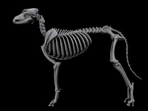 ArtStation - dog skeleton, William Hamilton  #dog #skeleton #bones #side #собака #скелет #сбоку Skeleton Flower Tattoo, Tattoo Skeleton Hand, Skeleton Hand Drawing, Jurassic Park Tattoo, Drawing Skeleton, Tattoo Skeleton, Skeleton Hand Holding, Skeleton Craft, Wither Skeleton