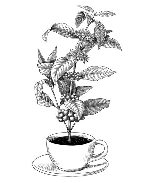 #drawing #artwork #illustration #coffee #coffeetree #coffeelover #coffeecupart #sketch Coffee Plant Sketch, Coffee Plant Line Art, Coffee Plant Painting, Coffee Bean Sketch, Coffee Leaf Illustration, Coffee Tree Drawing, Coffee Plant Art, Coffee Process Illustration, Coffee Plant Tattoo Minimalist