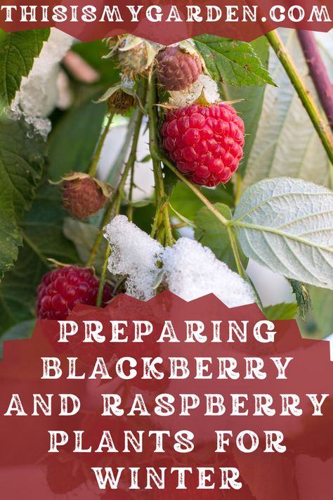 A photo of a raspberry plant in the snow. Photo from Canva. When To Plant Raspberry Bushes, Rasberry Bushes, Growing Peanuts, Forest Gardens, Pruning Plants, Blackberry Plants, Fruit Orchard, Nut Trees, Raspberry Bush