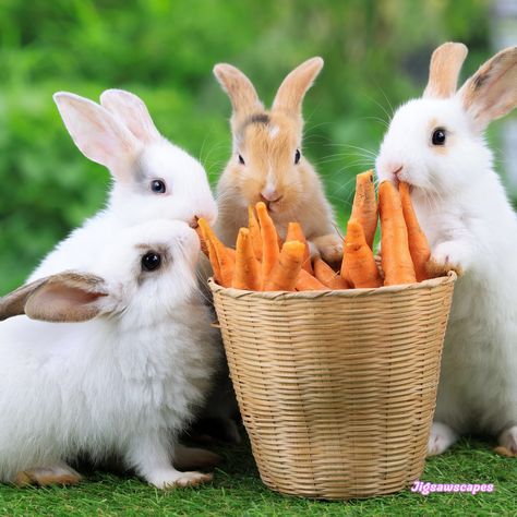 Rabbits Eating, Easter Rabbits, Eating Carrots, Fluffy Rabbit, Rabbit Eating, Background Cute, Pets Drawing, Nature Life, Animal Groups