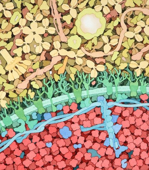 Molecular Art by David Goodsell David Goodsell, Biology Images, Cellular Biology, Scientific Art, Medical Illustrations, Microscopic Photography, The Doors Of Perception, Biology Art, Natural Models