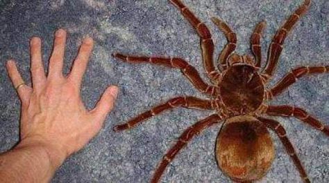 Australian Goliath spider (aka whistling spider or barking spider) Huntsman Spider, Arachnids Spiders, Large Spiders, Beautiful Bugs, Australian Birds, Arthropods, Creepy Crawlies, Arachnids, Bugs And Insects