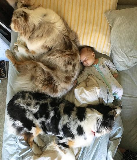 Cute Pictures of Dogs Napping With Kids and Babies Babies With Dogs, Dog With Family, Kids With Dogs, Babies And Puppies, Family With Dogs, Babies And Dogs, Napping Together, Be Smile, Family With Dog