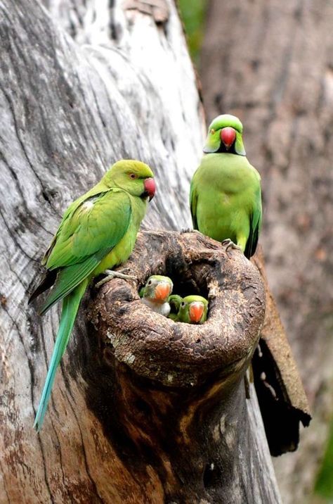 Love Birds Pet, Parrot Training, Indian Ringneck, Parrot Stand, Bird Pet, Birds Pet, Ring Neck, Dove Pictures, Green Parrot