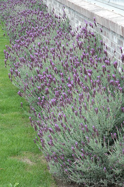 Lavender Plant Care, Sammamish Washington, Spanish Lavender, Gardening For Dummies, Succulent Landscape Design, Mountain Nursery, Gardening Zones, Mediterranean Landscaping, Lavender Garden