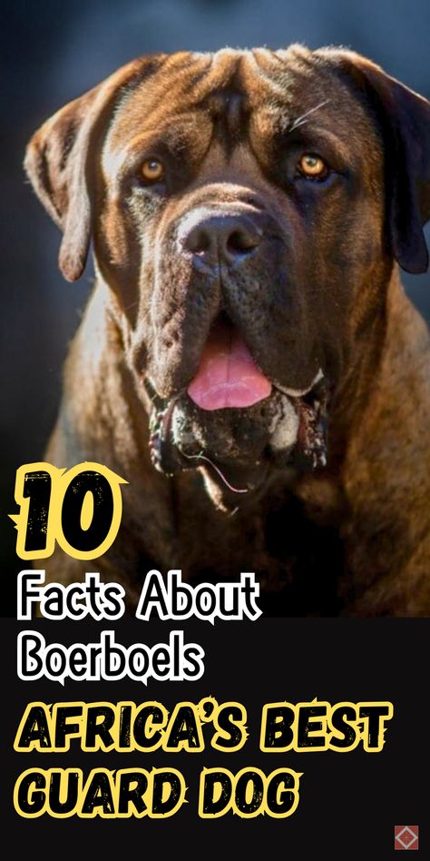 Known for its protective instincts and power, the Boerboel is a breed that combines loyalty with strength. These 10 Boerboel facts explain what makes this South African dog a top guard dog choice, from its formidable physical capabilities to its deeply loyal personality. Perfect for families and individuals alike, Boerboels are calm and gentle with those they protect. Click to learn more about why Boerboels are among the best guard dogs. Save this pin to dive into this incredible breed! African Dog, South African Boerboel, African Boerboel, Best Guard Dogs, Teddy Bear Images, Giant Teddy Bear, Giant Teddy, Bear Images, Guard Dog