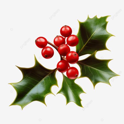 holly berry with leaves ilex berries holly berry with leaves ilex berries holly berry leaves ilex Ilex Berries, Journal Pics, Christmas Foliage, Iphone Stickers, Holly Christmas, Reference Pics, Watercolour Inspiration, Holly Berry, Transparent Image