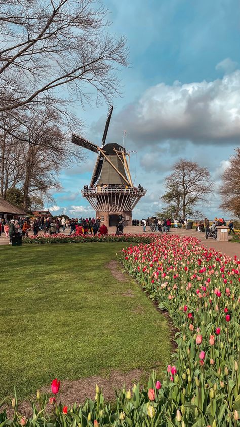 #amsterdam #netherlands #holland #city #river #europe #travel #studyabroad #keukenhof #tulips #tulipfields Keukenhof Gardens Netherlands, Keukenhof Gardens, Tulip Fields, Amsterdam Netherlands, Study Abroad, Europe Travel, Holland, Netherlands, Amsterdam