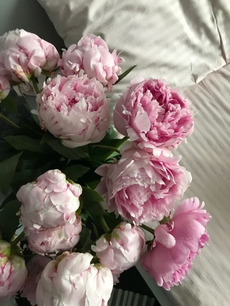 Spring Moodboard, Peony Aesthetic, Lifestyle Images, Spring Love, House Smell Good, Soft Girl Aesthetic, Flower Therapy, House Smell, Pink Vibes