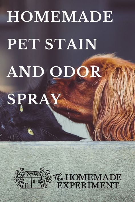 Remove pet stains, accidents and smells with this homemade DIY cleaning spray. No chemicals! #homemadecleaningspray #dogtips #petcleaningspray Homemade Bathroom Cleaner, Diy Cleaning Spray, Sustainability Tips, Natural Cleaning Products Diy, Remove Pet Stains, Homemade Cleaning Supplies, House Smell Good, Eco Friendly Cleaning Products, Diy Cleaning Solution