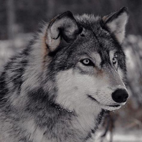 Gray Wolf Photography, Gray Wolf Aesthetic, Grey Wolf Aesthetic, Dark Wolf Aesthetic, Omega Aesthetic, Grey Werewolf, Wolf Personality, Grey Wolf Photography, Wolves Aesthetic