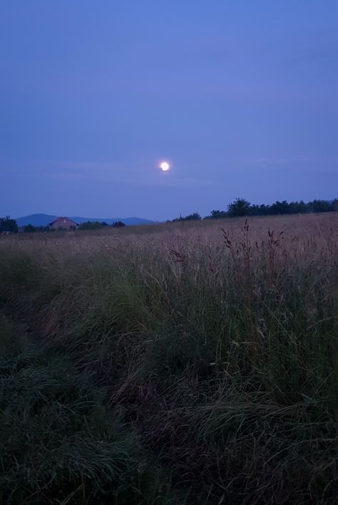 Blue Night, Blue Hour Wallpaper, Field At Night, Blue Light, The Blue Hour, Blue Hour Aesthetic, Blue Hour Painting, Flower Field Night, Blue Hour Landscape