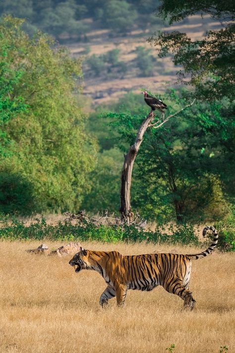 Safari Plants, India Safari, Bengali Tiger, Tiger In Jungle, Indian Jungle, Tiger In The Jungle, Indian Wildlife, Forest Dweller, Namaste Art