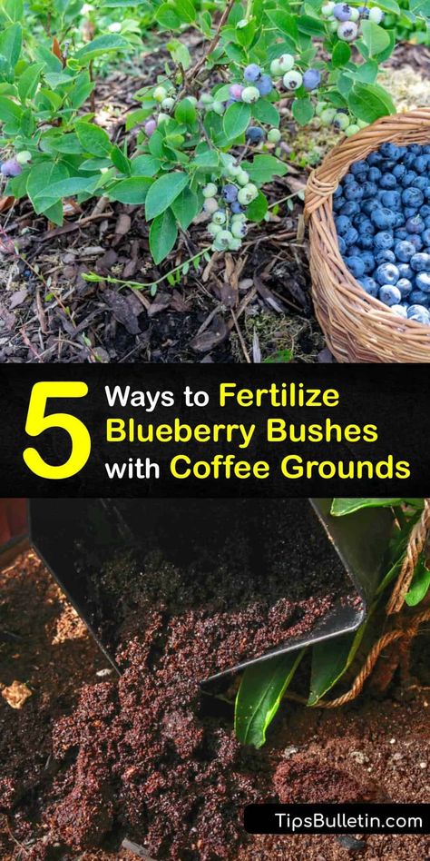 Blueberry Raised Bed Garden Design, When To Plant Blueberry Bushes, Blueberry Patch Ideas, Blueberry Garden Ideas, Blueberry Bushes In Container, Where To Plant Blueberry Bushes, Blueberry Bushes Growing, Blueberries Plant, Blueberry Orchard