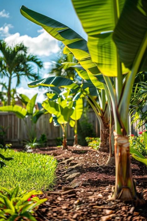 Banana Tree Landscaping Tips for Your Backyard Banana Plant Landscaping, Banana Tree Garden Ideas, Banana Trees Around Pool, Banana Tree Landscaping, Banana Tree Plant, Banana Trees Landscape Backyards, Plumeria Tree Landscape, Banana Plant Outdoor, Banana Tree Landscape